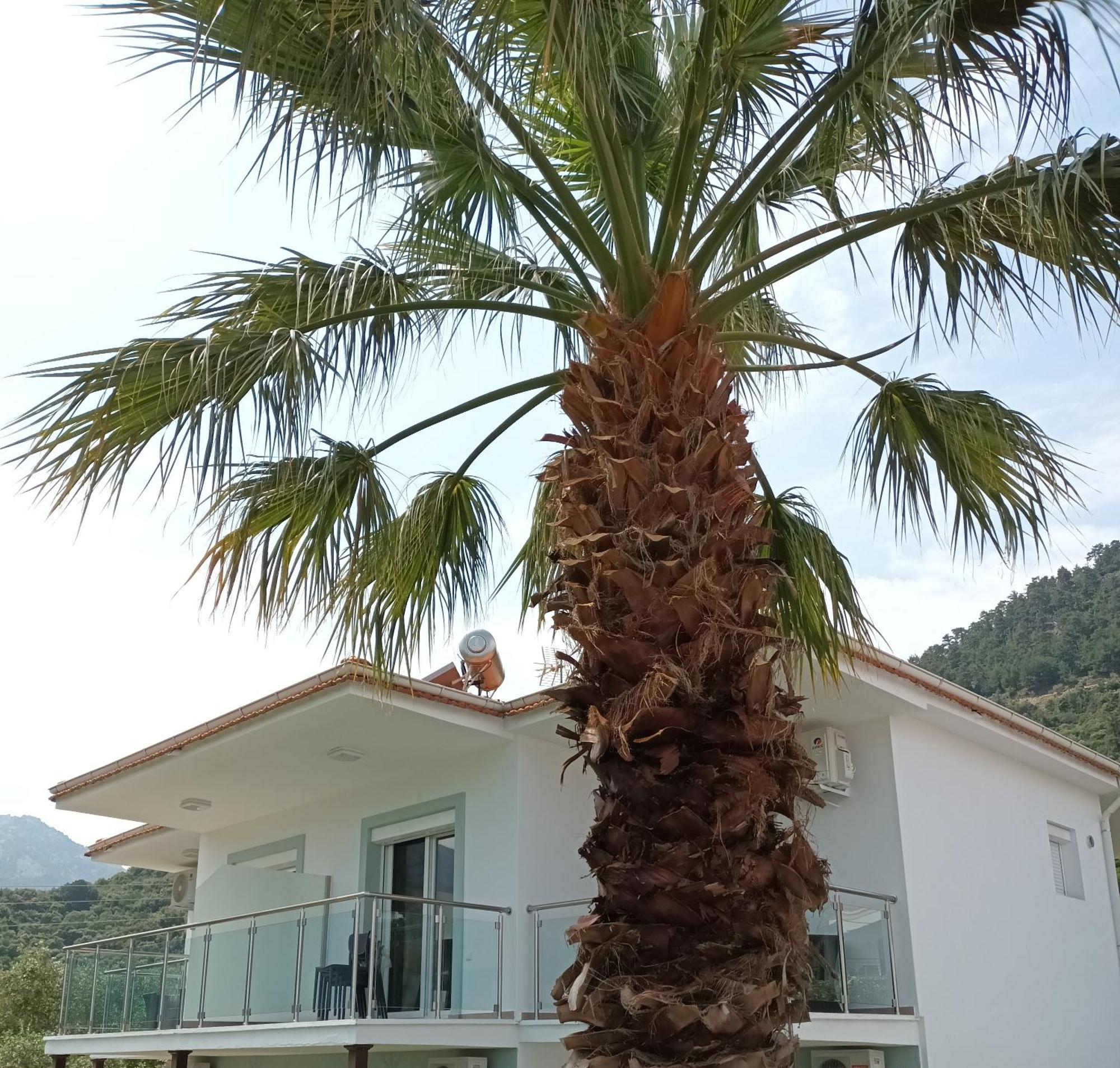 Olive Garden Villas And Apartments Chrysi Ammoudia Room photo